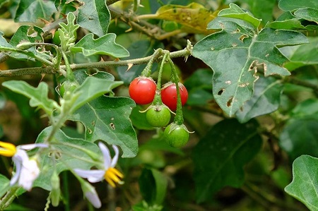 3- Cần làm gì khi biết mình mắc viêm gan virus B 1