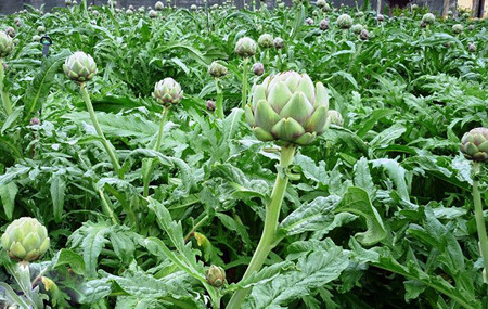 Bông Actiso thông tiểu, lợi mật, mát gan 1