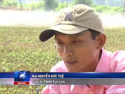 Dược liệu quý mở đường thoát nghèo cho nông dân Việt 2 Dược liệu quý mở đường thoát nghèo cho nông dân Việt 2