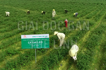 Cùng nhau bảo vệ gan vì sức khỏe người Việt 3 Cùng nhau bảo vệ gan vì sức khỏe người Việt 3