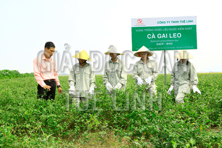 4. Các bài thuốc từ cây cà gai leo 1