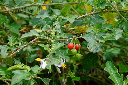 2. Người thầy thuốc đầu tiên nghiên cứu thành công điều trị viêm gan virus B bằng các hoạt chất từ cây Cà g 1 2. Người thầy thuốc đầu tiên nghiên cứu thành công điều trị viêm gan virus B bằng các hoạt chất từ cây Cà g 1