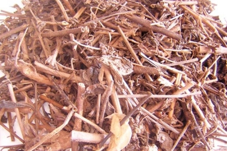 Bài thuốc từ cây nhân trần 1 Bài thuốc từ cây nhân trần 1