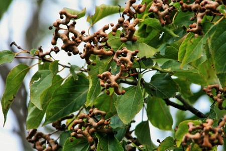 Bài thuốc dân gian giải độc gan bằng cây Hovenia Dulcis 1