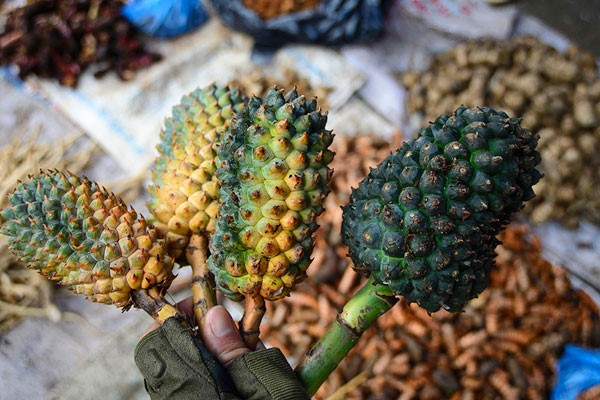 4. Dùng dứa dại 1 4. Dùng dứa dại 1