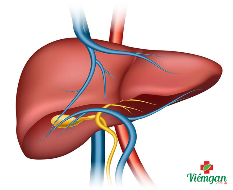3. Bảo vệ gan, điều hòa chuyển hóa mỡ gan 1