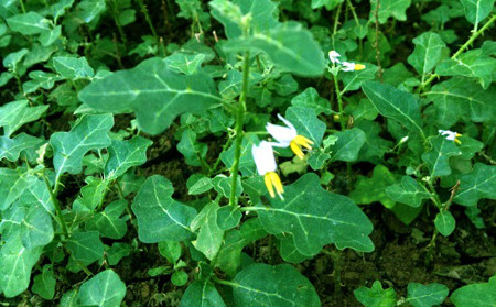 TBiện pháp phòng và hỗ trợ điều trị viêm gan B an toàn, hiệu quả 1