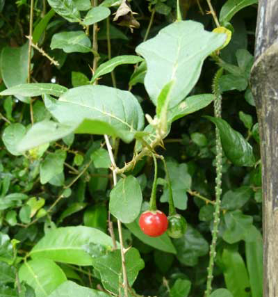 2- Vũ khí xanh bảo vệ gan hiệu quả 1 2- Vũ khí xanh bảo vệ gan hiệu quả 1