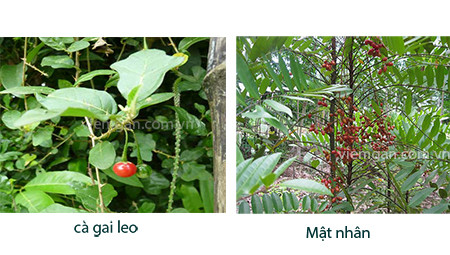 3. Bệnh xơ gan – phòng hơn chữa 1