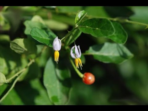 Cà gai leo là cây gì, có đặc điểm như thế nào? 1