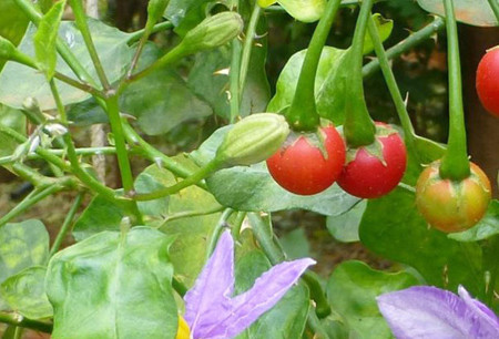 Cà gai leo Vàng thau lẫn lộn 1 Cà gai leo Vàng thau lẫn lộn 1