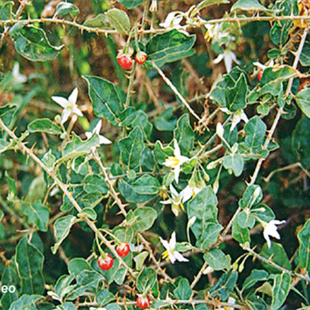 3. Cà gai leo – “khắc tinh số 1” của bệnh gan! 1