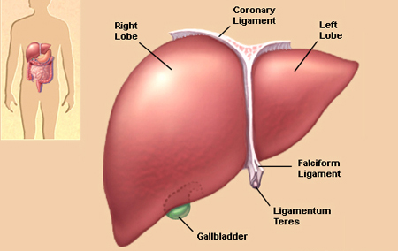 Những con số thống kê liên quan đến bệnh viêm gan B 1 Những con số thống kê liên quan đến bệnh viêm gan B 1