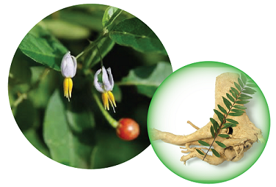 1.Sự kết hợp Cà gai leo – Mật nhân: Thành tựu y học đáng vinh danh 1 1.Sự kết hợp Cà gai leo – Mật nhân: Thành tựu y học đáng vinh danh 1