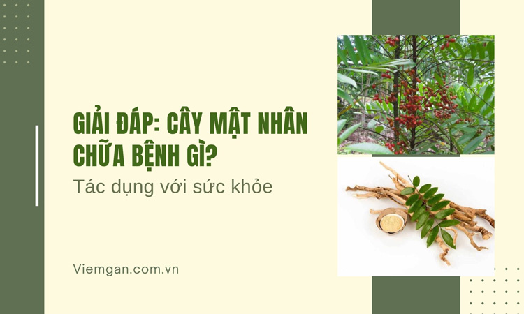 Cây mật nhân chữa bệnh gì? Tác dụng tuyệt vời với sức khỏe! 1