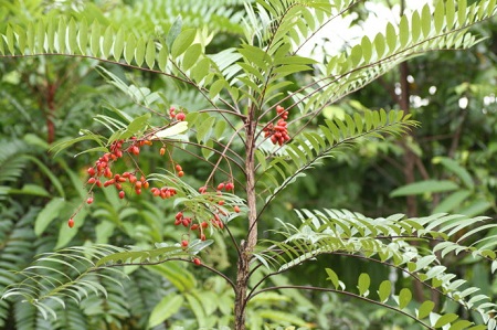 cây mật nhân là cây gì