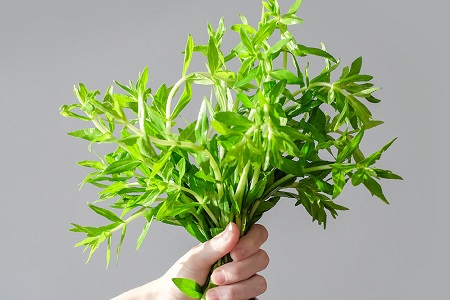 Cây rau ngổ (rau om) 1