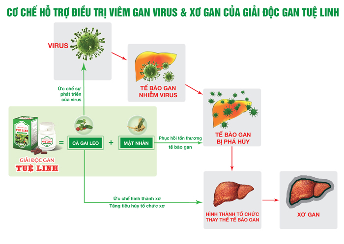 Cà gai leo Tuệ Linh – Vùng trồng cà gai leo sạch lớn nhất Việt Nam đạt tiêu chuẩn GACP 3