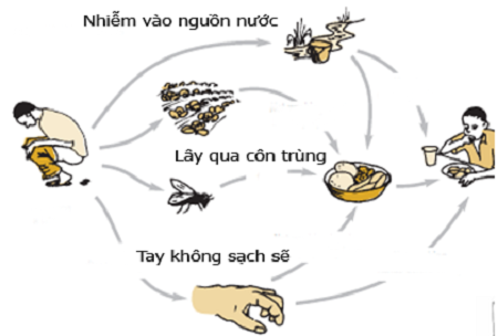 Viêm gan A lây nhiễm qua các con đường nào? 1