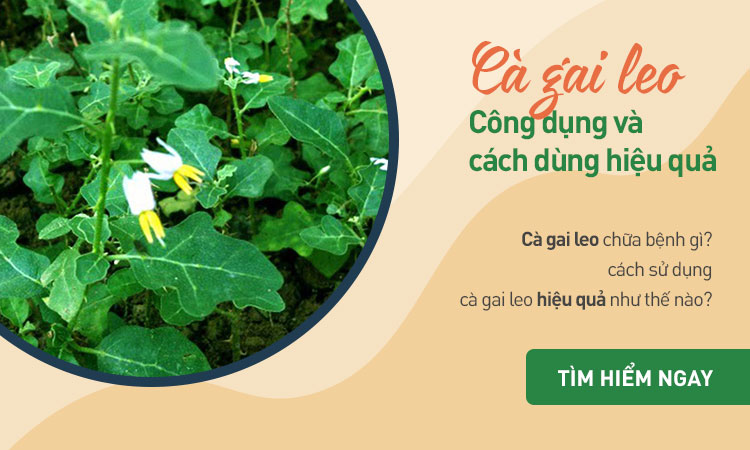 Cà gai leo chữa bệnh gì công dụng thực sự ra sao ? 1
