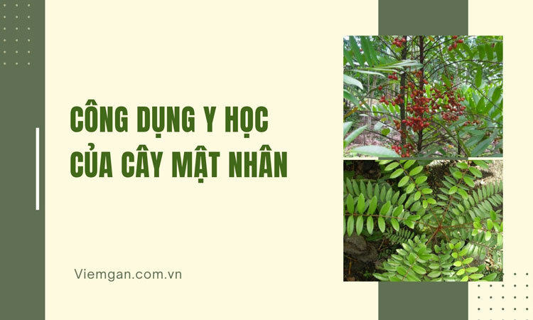 Cây Mật nhân với những công dụng tuyệt vời trong y học 1