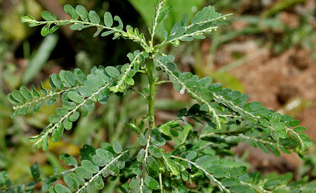 Diệp hạ châu 1