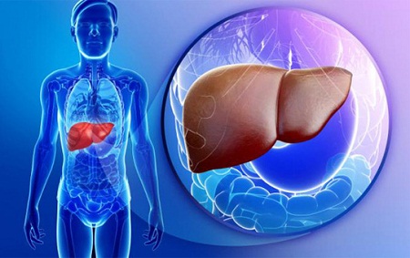 Gan bị nhiễm độc như thế nào? 1 Gan bị nhiễm độc như thế nào? 1