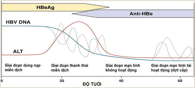 giai-doan-viem-gan-b