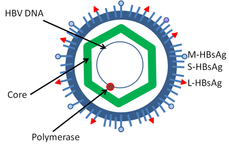 Hệ thống marker của virus HBV – ý nghĩa chẩn đoán và điều trị 1 Hệ thống marker của virus HBV – ý nghĩa chẩn đoán và điều trị 1
