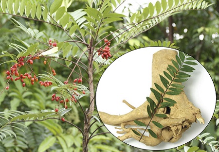 Cây mật nhân có những tác dụng gì? 1 Cây mật nhân có những tác dụng gì? 1