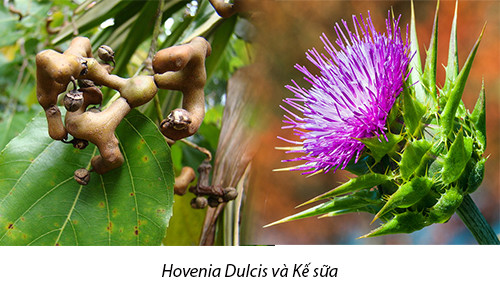 2. Đã uống rượu bia phải giải độc gan 1 2. Đã uống rượu bia phải giải độc gan 1