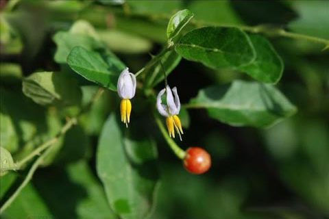 Công thức độc đáo từ những dược liệu quý 1 Công thức độc đáo từ những dược liệu quý 1