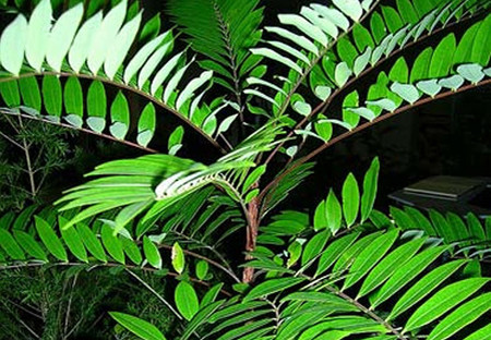 1- Thiếu sản phẩm hỗ trợ điều trị gan 1