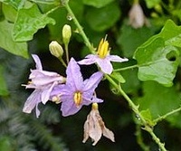 Cà gai leo có mấy loại? 3 Cà gai leo có mấy loại? 3