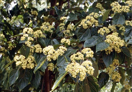 a. Ampelopsin (Hovenia Dulcis) – “khắc tinh với rượu bia” 1 a. Ampelopsin (Hovenia Dulcis) – “khắc tinh với rượu bia” 1