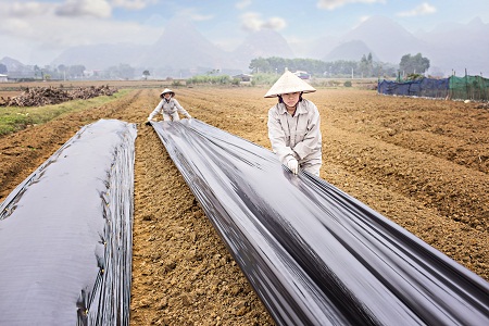 ​​​​​​​Phóng sự ảnh – Thâm nhập khu dược liệu cà gai leo tại huyện Mỹ Đức 3