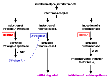 1. Interferon là gì? 1 1. Interferon là gì? 1