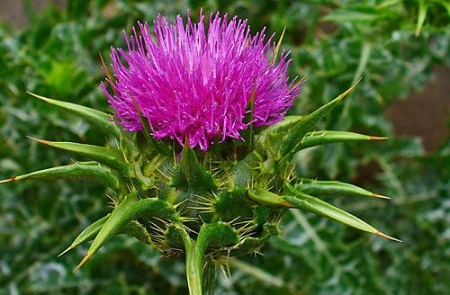 3. Biện pháp giải độc và bảo vệ gan hiệu quả 2 3. Biện pháp giải độc và bảo vệ gan hiệu quả 2