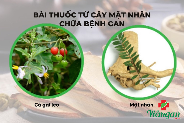 Kết hợp mật nhân với cà gai leo 1