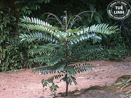 1- Nhận biết cây mật nhân 1 cây mật nhân