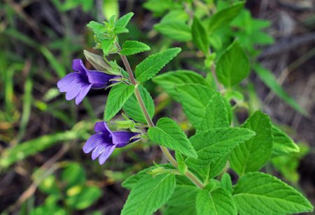 Dược liệu nào bảo vệ gan tốt nhất 3 Dược liệu nào bảo vệ gan tốt nhất 3