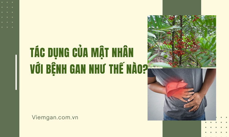 Tác dụng của Mật nhân với bệnh gan như thế nào? 1