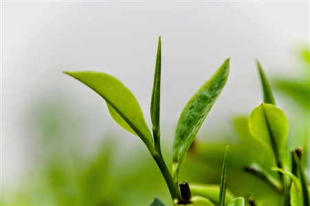 2.Nước trà xanh (chè xanh): 1 2.Nước trà xanh (chè xanh): 1