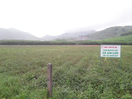 2- Giải pháp nào cho một lá gan khỏe mạnh 1 2- Giải pháp nào cho một lá gan khỏe mạnh 1