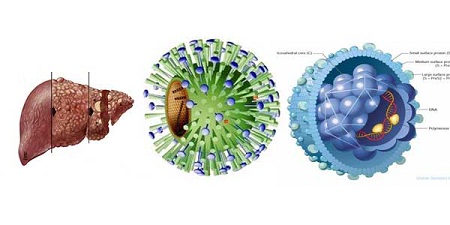 Phát động: Toàn dân chung tay đẩy lùi viêm gan virus và xơ gan 1 Phát động: Toàn dân chung tay đẩy lùi viêm gan virus và xơ gan 1