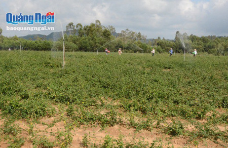 2. Lựa chọn các chế phẩm từ cà gai leo uy tín, chất lượng 2 2. Lựa chọn các chế phẩm từ cà gai leo uy tín, chất lượng 2