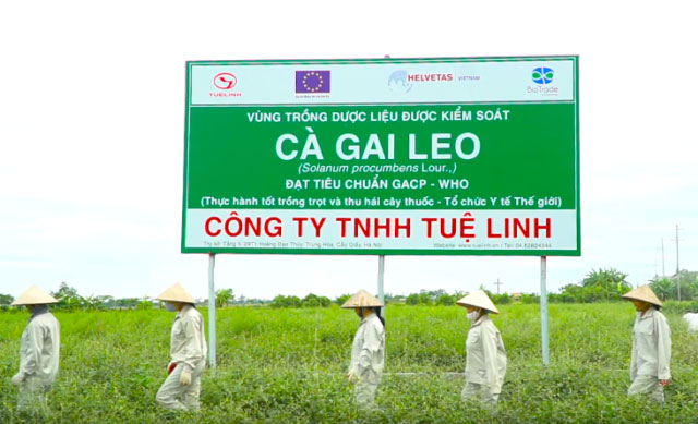 2.  Tuệ Linh tiên phong xây dựng vùng trồng cà gai leo lớn nhất Việt Nam 2