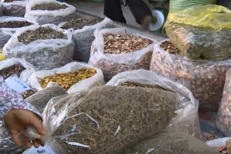 Cách giúp đánh giá cà gai leo chất lượng 1