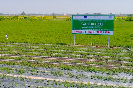 Cà gai leo Tuệ Linh – Vùng trồng cà gai leo sạch lớn nhất Việt Nam đạt tiêu chuẩn GACP 1