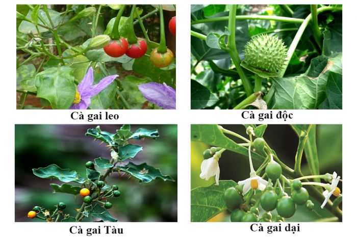 Cà gai leo sạch chuẩn và cà gai leo kém chất lượng – lằn ranh sinh tử 1
